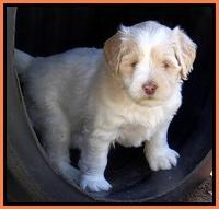 Jolie Texas Marco pups 5 wks old 471