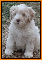 Jolie Texas Marco pups 7 wks old 331