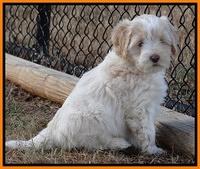 Jolie Texas Marco pups 7 wks old 341