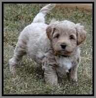 Jolie Marco Texas 6 wks old 421