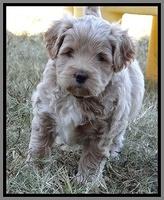 Jolie Marco Texas 6 wks old 441