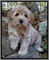 Jolie Tex Max pups 8 wks old 171