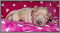 Jolie Texas Marco pups 1 wk old 28100