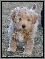 Jolie Texas Marco pups 7 wks old 291