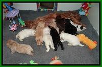 Jolie Marco TExas pups 3 wks old 21
