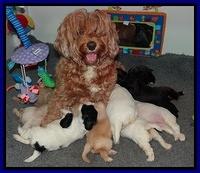 Jolie Marco TExas pups 3 wks old 41