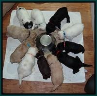Jolie Texas Marco group pups 4 wks old 421