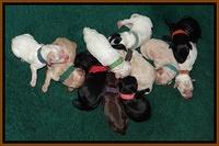 Jolie Texas Marco pups 1 wk old 21