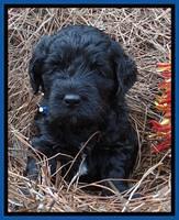 Paris Deacon pups 4 wks old 11