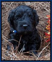 Paris Deacon pups 4 wks old 21