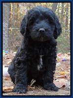 Paris Deacon pups 7 wks old 31