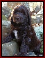Corbin family: Griffin
