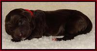 Paris Deacon newborn pups 91