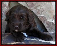 Paris Deacon pups 3 wks old 61