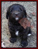 Paris Deacon pups 7 wks old 51