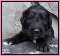 Paris Deacon pups 3 wks old 81