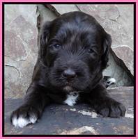 Paris Deacon pups 3 wks old 91