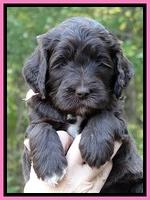 Paris Deacon pups 5 wks old 11200