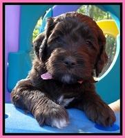 Paris Deacon pups 5 wks old 13200
