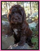 Paris Deacon pups 8 wks old 101