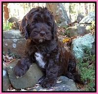 Paris Deacon pups 8 wks old 71