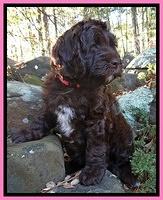 Paris Deacon pups 8 wks old 91