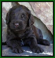 Paris Deacon pups 3 wks old 101
