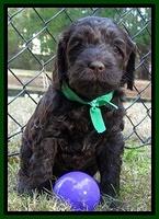 Paris Deacon pups 5 wks old 32003