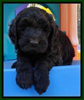 Paris Deacon pups 6 wks old 51