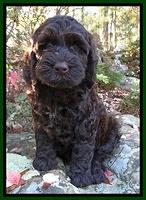 Paris Deacon pups 8 wks old 31