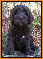 Derrosa family: Maverick
