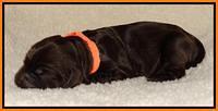 Paris Deacon newborn pups 51
