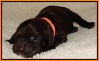 Paris Deacon newborn pups 61