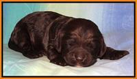 Paris Deacon pups 1 wk old 211