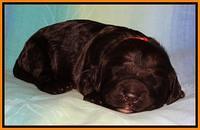Paris Deacon pups 1 wk old 231