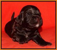 Paris Deacon pups 2 wks old 131