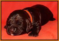 Paris Deacon pups 2 wks old 141