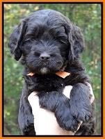 Paris Deacon pups 5 wks old 19200