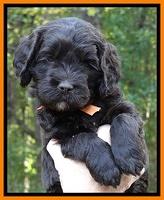Paris Deacon pups 5 wks old 20200