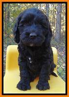 Paris Deacon pups 6 wks old 141