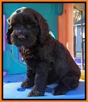 Paris Deacon pups 6 wks old 161