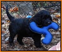Paris Deacon pups 7 wks old 171