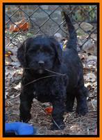 Paris Deacon pups 7 wks old 181