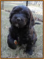 Paris Deacon pups 7 wks old 191