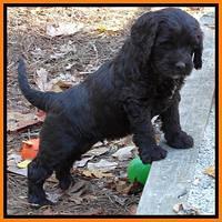 Paris Deacon pups 7 wks old 201
