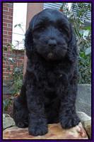 Waters family: Guardian Black Beauty "BB"