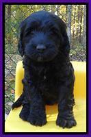Paris Deacon pups 6 wks old 201