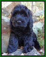Giblin family: Tucker