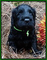 Paris Deacon pups 4 wks old 261