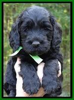 Paris Deacon pups 5 wks old 14200